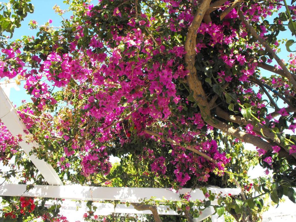 Milos Bay Suites Adamantas  Exterior foto
